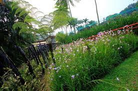 We did not find results for: Kuala Lumpur Taman Orkid Ini Blog Dr Singa