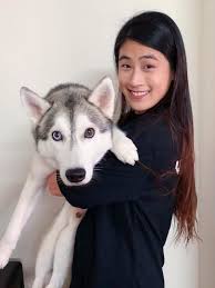 See more of husky puppy for sale malaysia on facebook. A How To Guide To Owning And Caring For A Siberian Husky In Malaysia