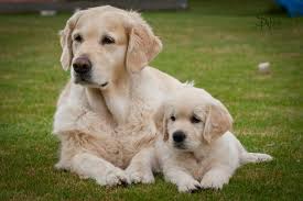 Image result for zlatý retrívr