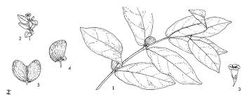 Image result for Mostuea