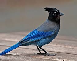 Blue Identification Birds Of Colorado Pin On Birds Goofy