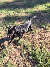 I give him the best home and all. Dog For Adoption Jake Free To Good Home A Labrador Retriever Mix In Shawnee Ok Petfinder