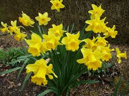Narcissus February Gold Planting Bulbs Spring Perennials Plants