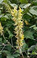 Image result for Crotalaria torrei