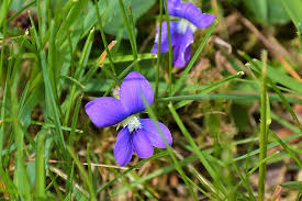 Order wholesale & discount blue flowers by the bunch. What Is The State Flower Of Illinois Worldatlas