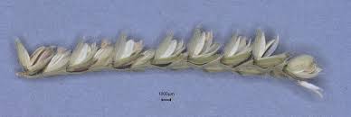 Image result for Urochloa brizantha