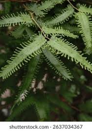 Image result for Lygodiaceae