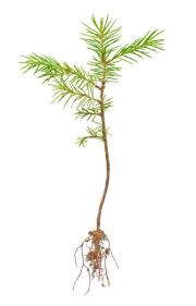 Maybe you would like to learn more about one of these? Growing Conifers From Cuttings How To Root Pine Cuttings To Grow New Trees
