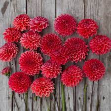 Dahlia Intrigue Flower Farm Dahlia Flower Lover