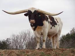40 Pictures Of Bulls With Really Big Horns Tail And Fur Weird Looking Animals Animals Beautiful Animals With Horns