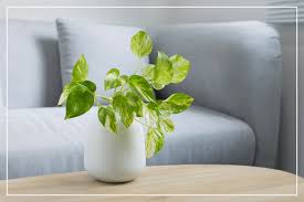 The trellis is a hallmark of a flourishing outdoor space. Pothos Plant Care Guide Growing Information And Tips Proflowers