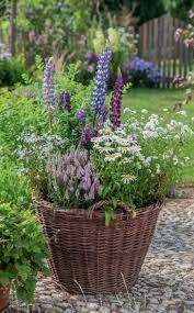 Naturliche Blutenpracht Sommerblumen Fur Den Landhausgarten Garten Pflanzen Sommerblumen Pflanzen