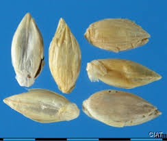 Image result for Urochloa arrecta