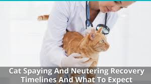 Neutering is a routine procedure, performed by most vets on a daily basis. Cat Spaying And Neutering Recovery Timelines And What To Expect