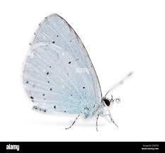 Image result for Celastrina argiolus