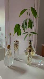 Diy Avocado Tree Propagating Video In 2021 Propagating Plants Diy Plants Avocado Tree