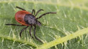 Image result for infected tick bite