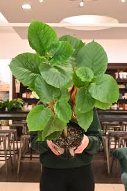 Image result for Ficus