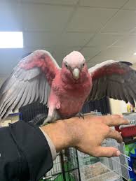 Galah Cockatoo For Sale Best 1 Parrots For Sale Online