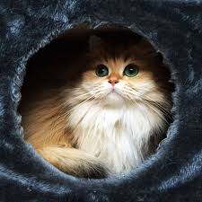 Stunning Longhair Smoothie The Orange And White British Longhair She Has Been Called Among Other Things The Prettiest Cat In Gorgeous Cats Cats Cute Cats