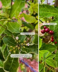 Image result for Rauvolfia