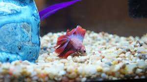 To identify betta fish ich, you will need to wait for the parasite to attach to its host. Why Your Betta Fish Is Laying At The Bottom Of The Tank