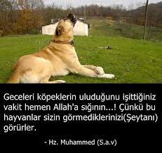 haker alici adli kullanicinin guzel sozler panosundaki pin otlar tavsiye sozleri biliyor muydunuz