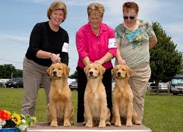 If he wins best in show. Grand Champion Canine Good Citizen Daniel The Golden Retriever