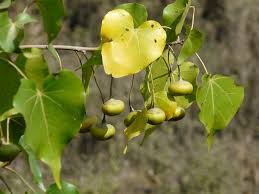 Image result for Thespesia populneoides