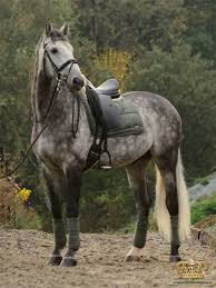 Maybe you would like to learn more about one of these? Dapple Grey Stallion Album On Imgur