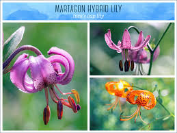 Barb pierson, nursery manager at white flower farm, shows us the various types of lilies, including asiatic, species, martagon, oriental, orienpet and. Types Of Lilies A Visual Guide Ftd Com