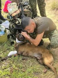 SANSON THE BOMB-SNIFFING DOG SAVED DOZENS WITH ONE BRAVE MOVE 🐾🇨🇴,  Sansón, a highly trained bomb-sniffing dog, was moving with a group of  soldiers, alert and focused like always. But then, without ...