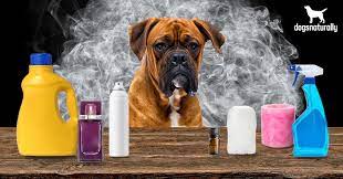Artificial Fragrances These Are Poison To Your Dog Dogs Naturally