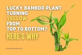 Lucky Bamboo Plant Turning Yellow From Top To Bottom Here S Why Indoor Plants For Beginners