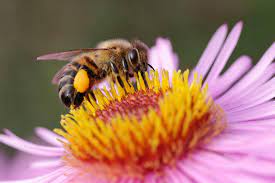 Eating them fresh is an amazing way to introduce more fiber and water into your diet 6 Effective Ways To Get Rid Of Bees Naturally In Minnesota