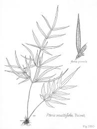 Image result for Pteris