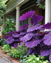 Blossom 🌼🌼🌸🌸🌹💐