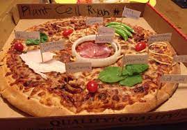 Sausage nucleus, red onion golgi body, red and. 11 Ethans Homework Ideas Cells Project Cell Model Animal Cell Project