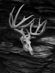 Black And White Deer Skull Photo By Leeann Hughes Mastin Animal Skulls Animal Skeletons Animal Bones