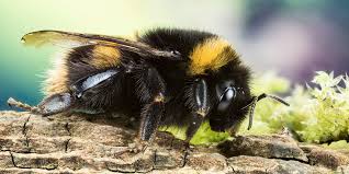 Bumblebees stаrt off with just one queen. Bumblebee Identification And Facts Ark Wildlife Uk