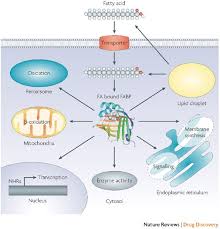Image result for Fatty Acid