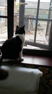 The reverse side of rugs provides a good, satisfyingly resistant texture for clawing. Flat Cats Window Protection Screens For Cats