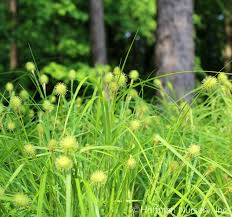 Image result for Carex johnstonii