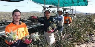 Visa kerja australia 189 ditawarkan melalui test poin dan anda tidak. Kerja Di Australia 2018