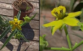 Image result for Stathmostelma fornicatum