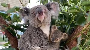 Petting zoo parties have been around forever but have you heard about marine petting zoo parties? 10 Places To See Animals In Sydney