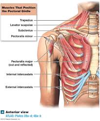 The ability of the human the insertion point of the iliocostalis lumborum are the inferior borders of the angles of the last pair of the true ribs (seventh rib), and the false and. Muscle That Pull Up On The Ribs During Inspiration Pearson Education Anatomy And Physiology Muscle