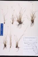 Image result for Abildgaardia ovata