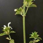 Image result for Leucas glabrata