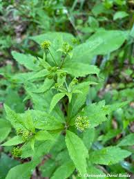 Image result for Sanicula elata